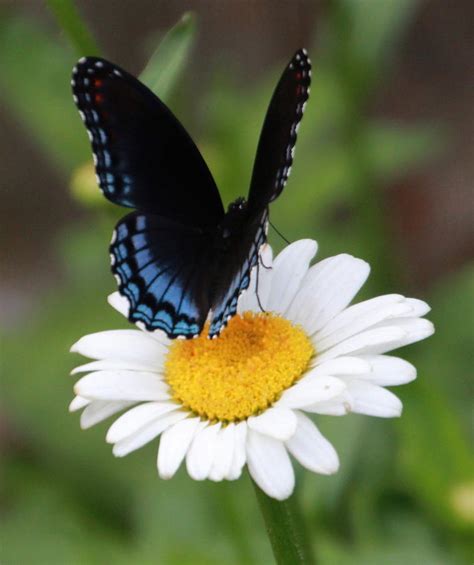 Butterfly and Daisy Photograph by Yvette Peevy | Fine Art America