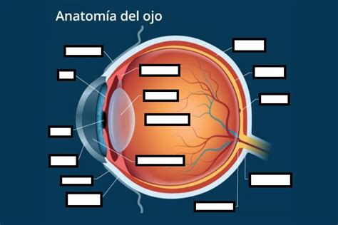 Juego Partes Del Ojo