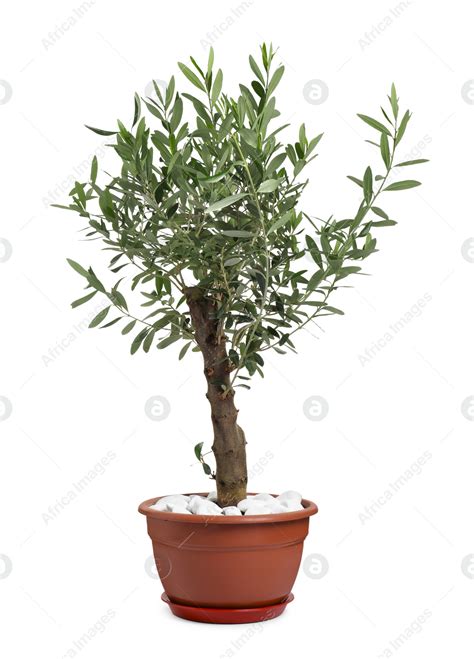 Beautiful young potted olive tree isolated on white: Stock Photo ...