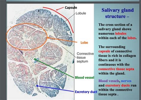 Histology Final Salivary Glands Pt Flashcards Quizlet