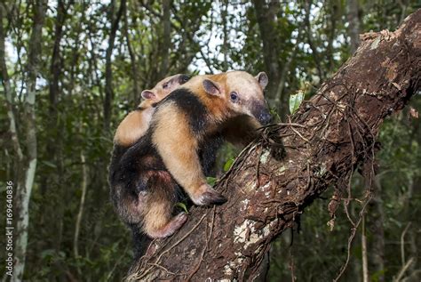 Tamanduá Mirim Tamandua Tetradactyla Southern Tamandua Fotografado