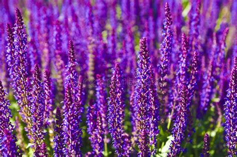 Fundo Roxo Da Alfazema Foto De Stock Imagem De Flor