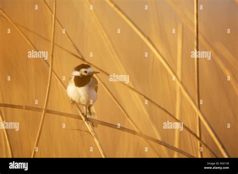 Blue throat bird hi-res stock photography and images - Alamy