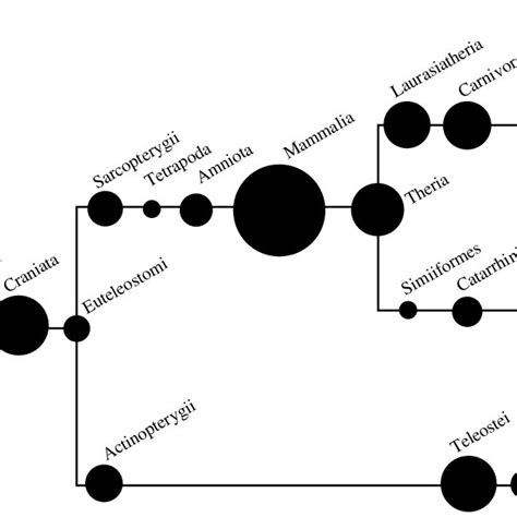 A Schematic Diagram Of A Cladogram Indicating Taxonomic Distribution Of