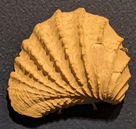 Louisville Fossils and Beyond: Trigonia thoracica Mollusk Fossil