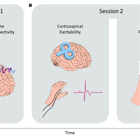 Study Design A In The First Session Resting State Functional Mri