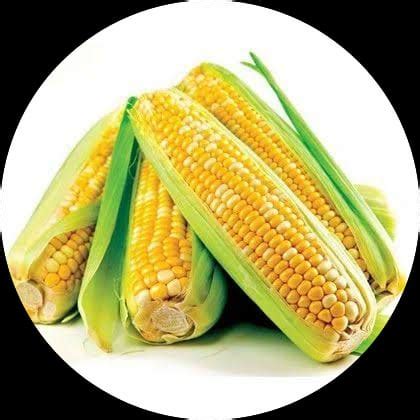 buy shop corn cholam seeds   india shop