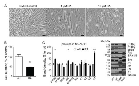 Ra Induced Changes In Sk N Sh Cells A Morphological Changes After