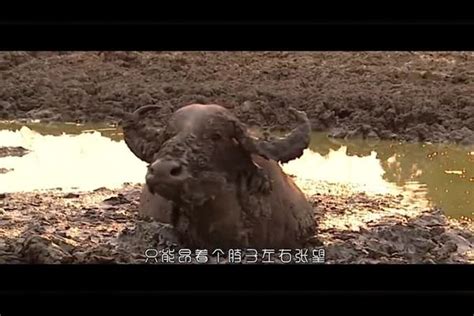 水牛深陷泥潭，狮子见状以为是惊喜，谁料却是最后的晚餐！狮子狮子泥潭最后的晚餐