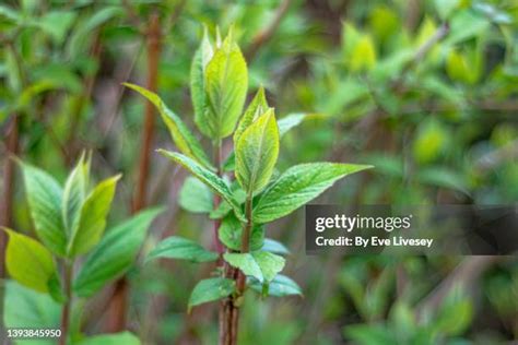 32 Cornus Alba Stock Photos, High-Res Pictures, and Images - Getty Images