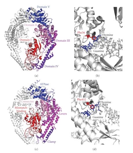 Crystal Structures Of Muts Mismatch Complex A Crystal Structure Of