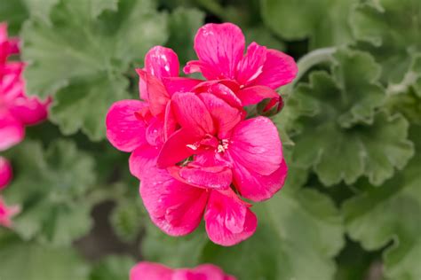 How to Grow Geraniums in Containers