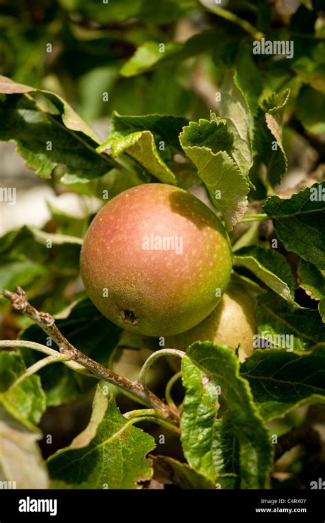 Red Apple Growing On An Apple Tree In A UK Garden Stock Photo Alamy