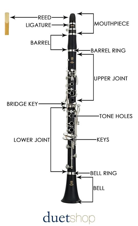 Diagram Of A Clarinet Clarinet Diagram