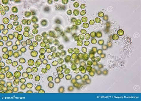 Chlorella Under the Microscope in Lab. Stock Image - Image of ...