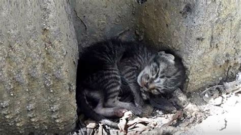 Save Me Protected Baby Kittens Of Abandoned Cats One Day After Birth