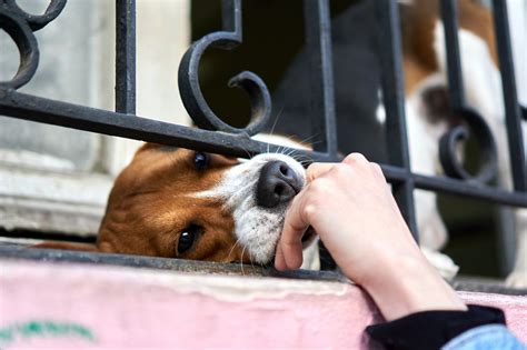 Master Beagle Training With Prong Collar 2023 Guide