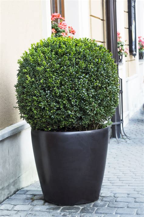 Small Shrubs And Bushes