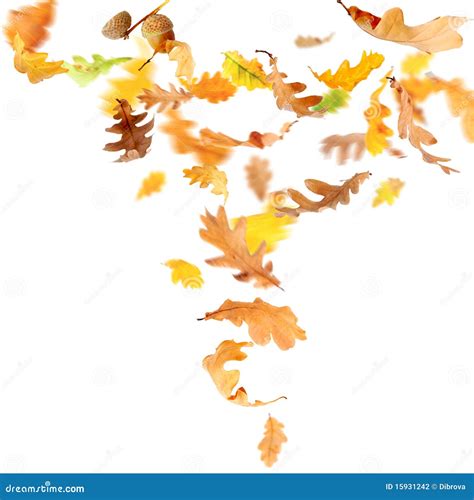 Fallende Eichen Blätter stockfoto Bild von herbst konzept 15931242