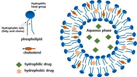 Scheme of liposome structure. They have a small size and they can take... | Download Scientific ...