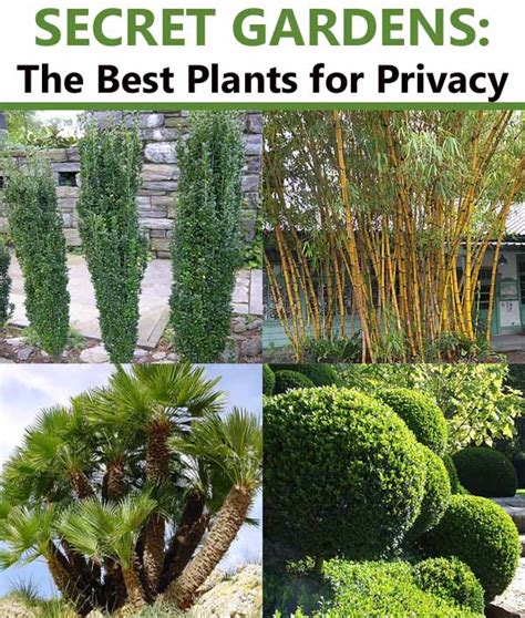 Secret Gardens The Best Plants For Privacy Green Thumb Nursery