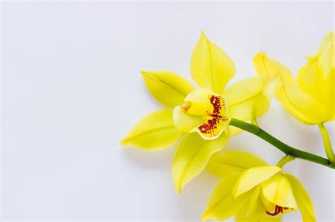 Beleza elegante orquídea amarela em papel em branco Foto Premium