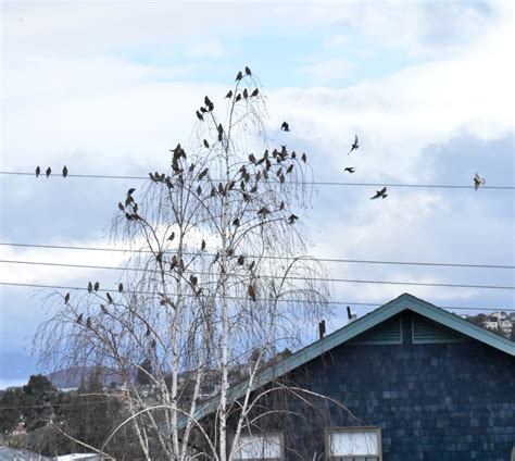 Cedar Waxwings And Robins Feederwatch