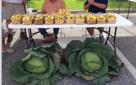 These giant cabbages look like they're from the Little Shop of Horrors ...