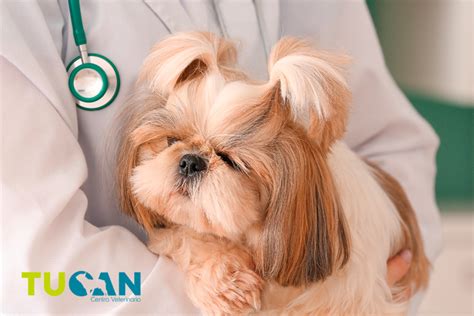 Esterilizar A Tu Mascota Beneficios Y Edad Recomendada TUCAN CENTRO