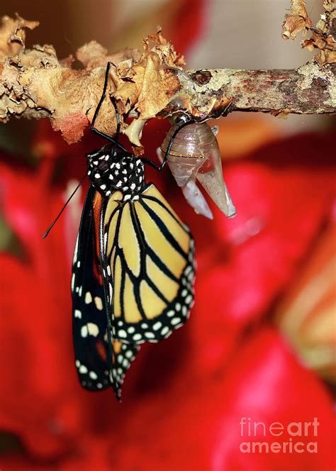 Best Monarch Butterfly Photo Photograph By Luana K Perez Fine Art America