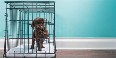 11 Best Puppy Crates For Training + Why Puppies Need Crate Training