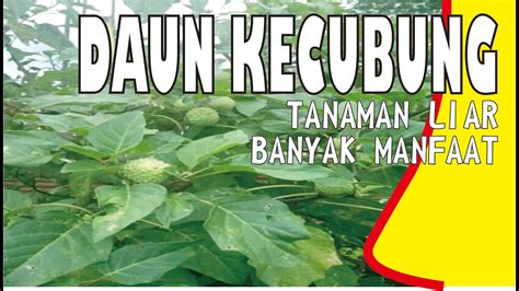 Daun Kecubung Tanaman Liar Banyak Manfaatnya Untuk