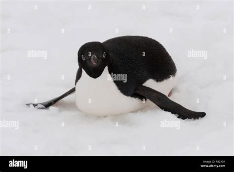 Antarctic Bird Island Hi Res Stock Photography And Images Alamy