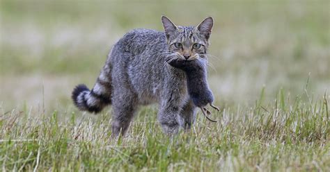 Gatti E Caccia Tutto Sul Perch E Sul Cosa Cacciano I Gatti