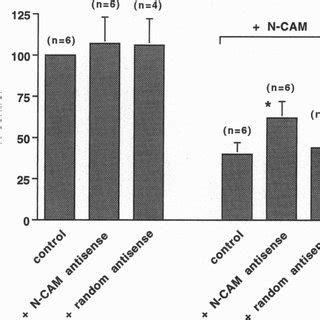 Effect Of N CAM And Random Antisense Oligonucleotides On The Inhibition