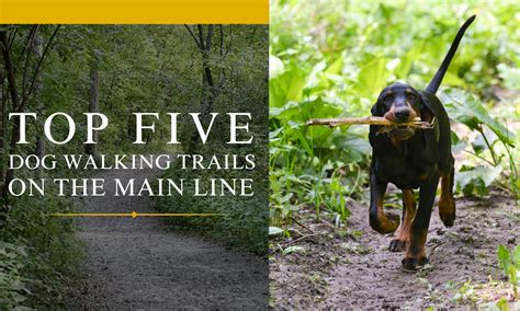 Top 5 Dog Walking Trails on the Main Line | MLDS