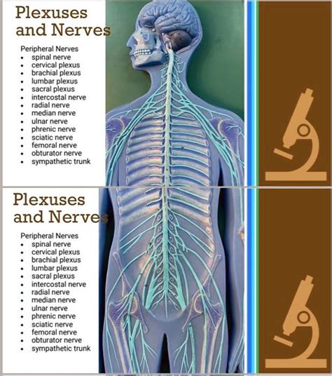 SOLVED: Please label Plexuses and Nerves Peripheral Nerves spinal nerve cervical plexus brachial ...