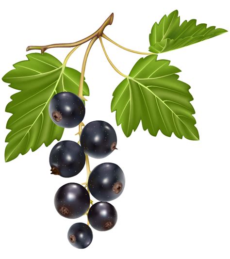 Blueberries Png Clipart Best Web Clipart