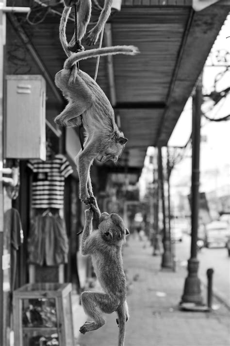 Lopburi, Thailand - A Day In Monkey Town [Super-Takumar 55mm F1.8]