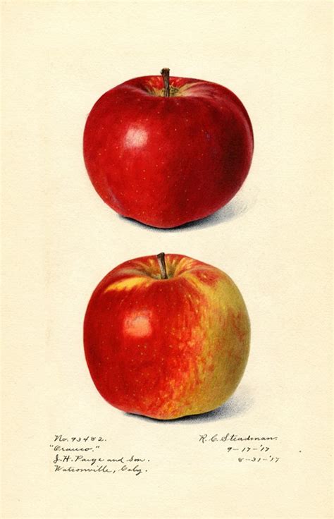 Malus Domestica Bietigheimer By Ellen Isham Schutt Artvee