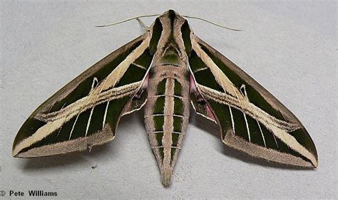 Banded Sphinx Eumorpha Fasciatus Sulzer 1776 Butterflies And Moths