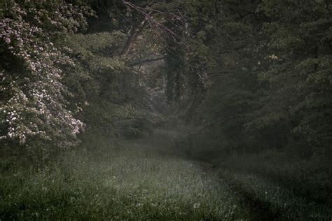 Wallpaper Rhododendron Flowers Walkway Path Sunlight Trees