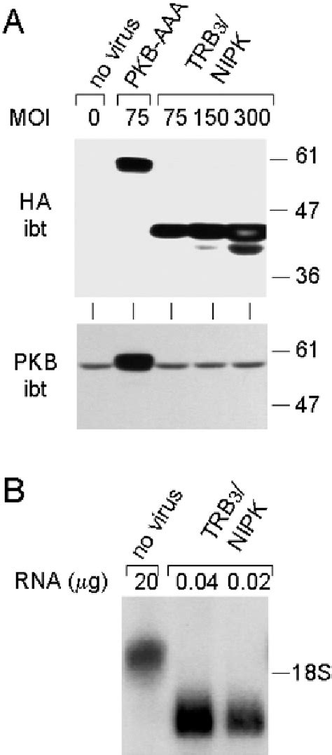 Figure 1 From Lack Of Evidence For A Role Of TRB3 NIPK As An Inhibitor