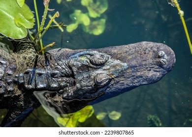 Camouflage Crocodile: Over 2,734 Royalty-Free Licensable Stock Photos | Shutterstock