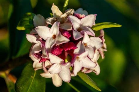 How To Grow and Care for Winter Daphne Shrub (Daphne odora) | Florgeous