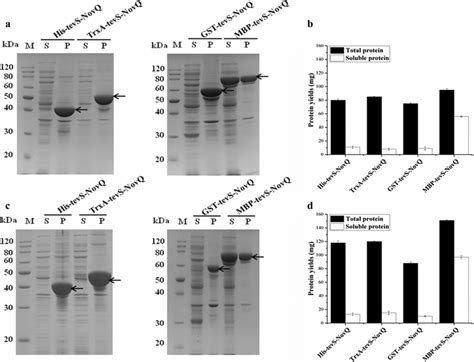 Expression Of The Recombinant Proteins In E Coli Bl De And E Coli