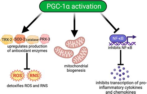 Frontiers Pgc Activity And Mitochondrial Dysfunction In Preterm