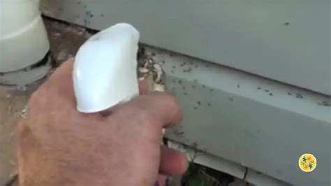 Fourmis Charpenti Res Exterminez Les Pour De Bon