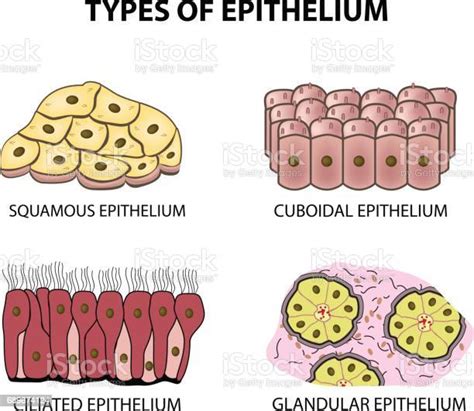 Jenis Epitel Squamous Kubik Ciliated Kelenjar Mengeset Infografis