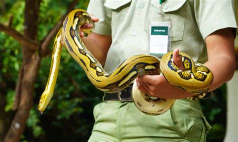 Snake Mites: What They Are and How to Treat - A-Z Animals